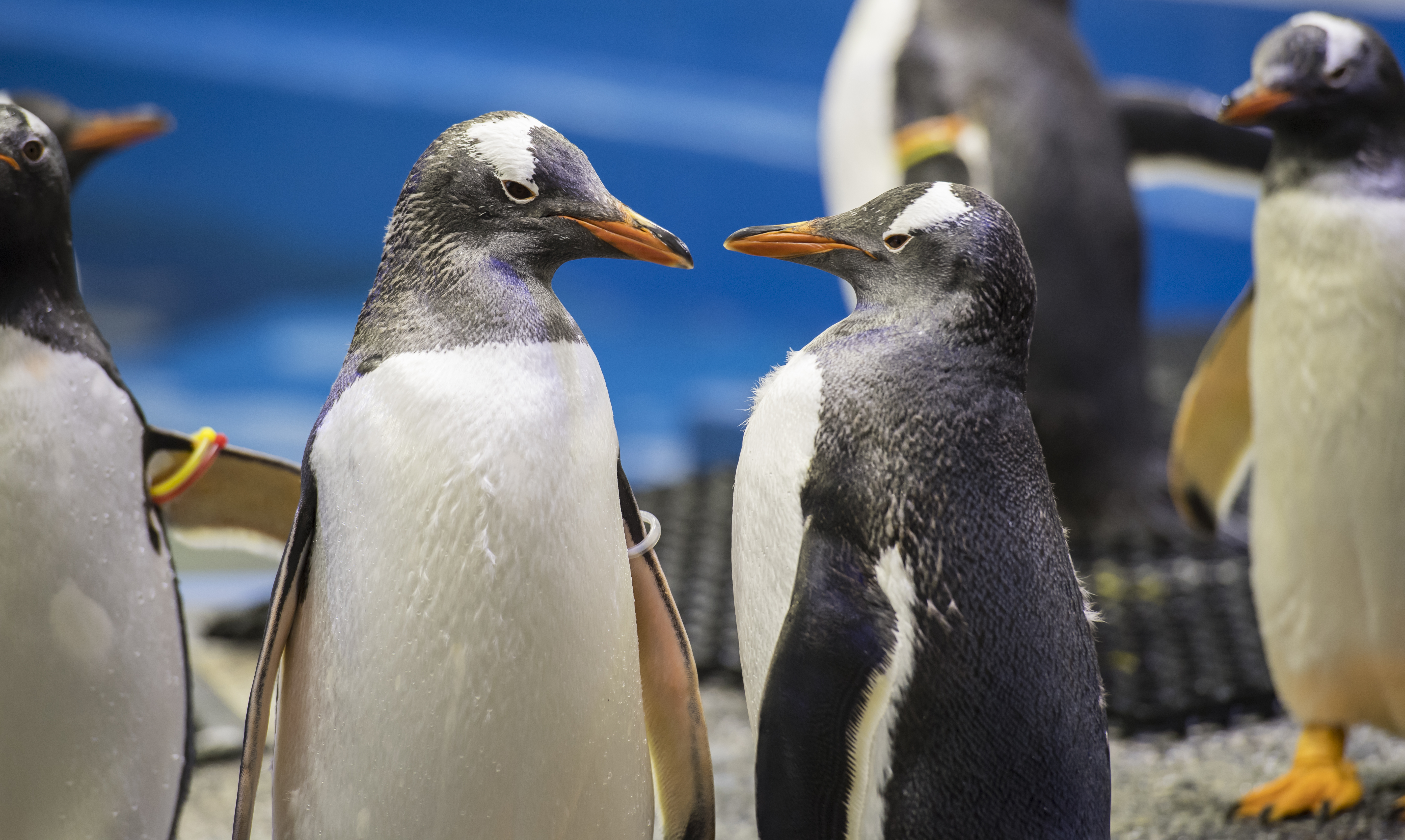 Same-sex penguin couple fosters an egg in Sydney