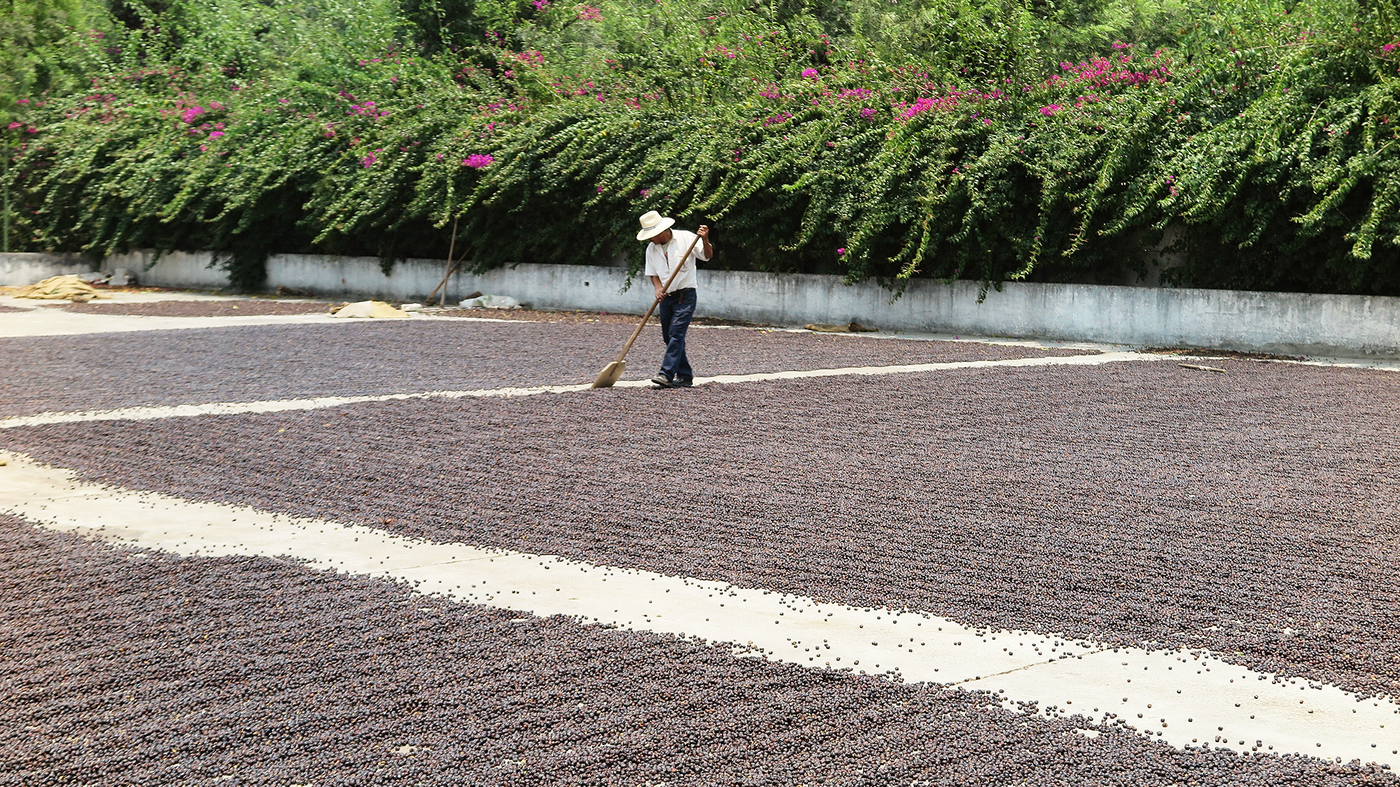 Coffee Rust Threatens Latin American Crop; 150 Years Ago, It Wiped Out