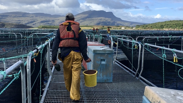 A worker heads out to hand-feed fish at a Scottish salmon farm, a method that is unusual among fish farms.