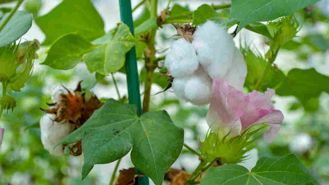 Not Just For Cows Anymore: New Cottonseed Is Safe For People To Eat