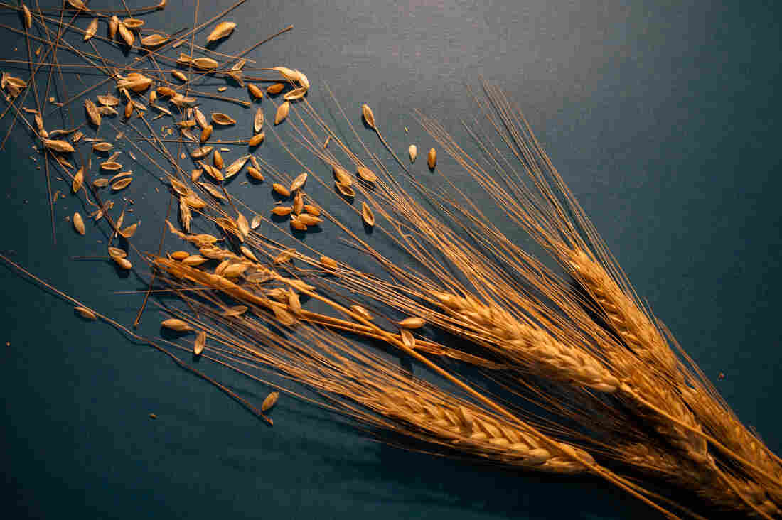 Wheat