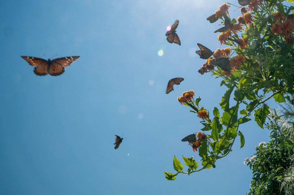 Butterflies swarm a flowering plant at the National Butterfly Center, a 100-acre wildlife center and botanical garden in Hidalgo County, Texas. (Claire Harbage/NPR)