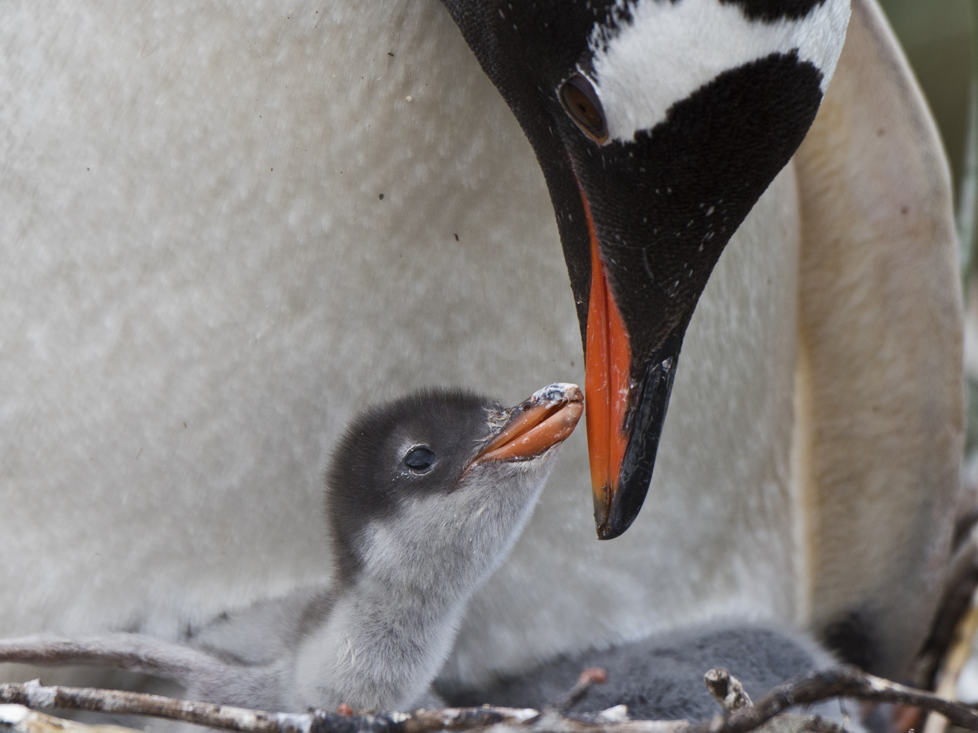 It's a chick! Sydney's same-sex penguin couple welcome baby