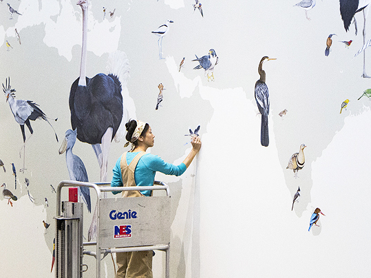 Feathered Friends Large And Small Flock On Cornell's 'Wall Of Birds