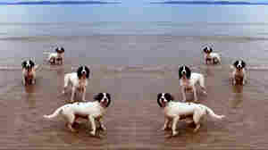 Tilda Swinton's Spaniels Are A Lot To Handel