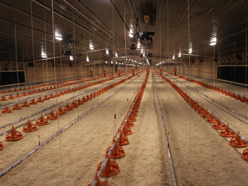 Costco Builds Nebraska Supply Chain For Its 5 Rotisserie Chickens