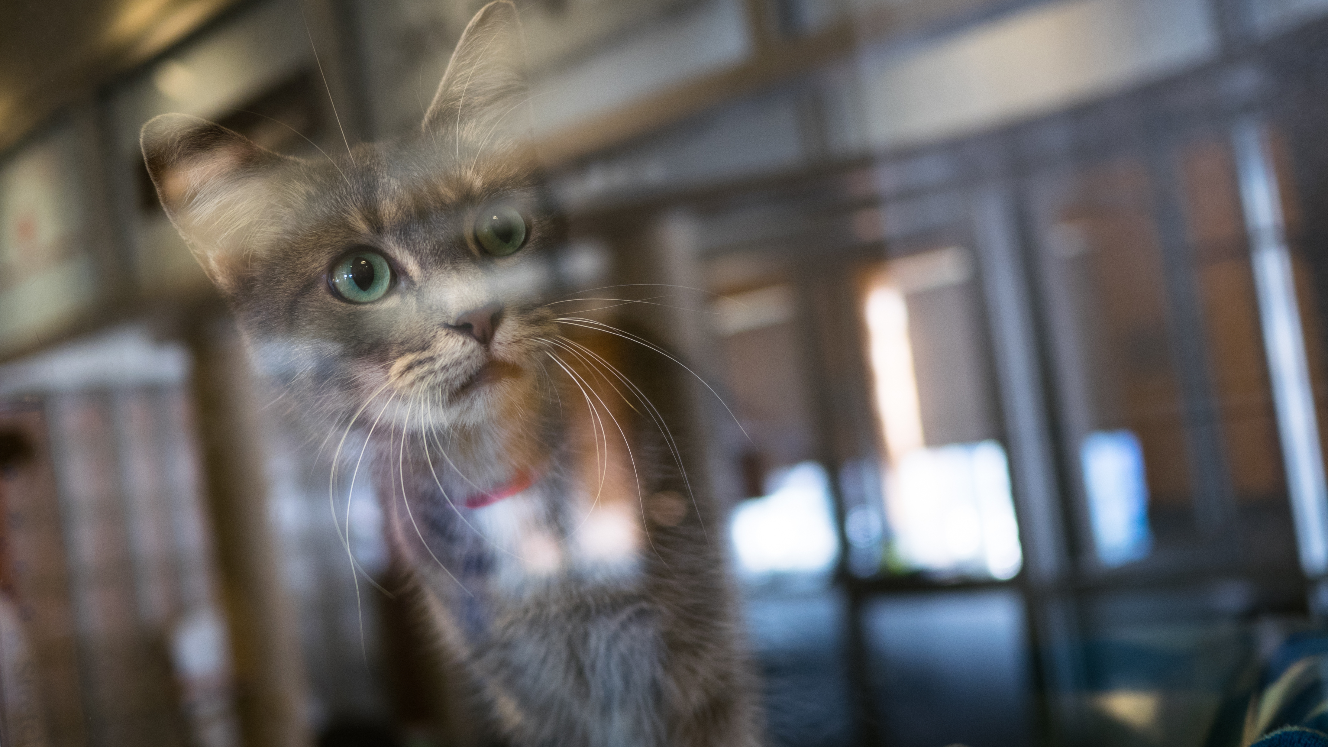 To Decrease Bird Kills, Cat Lovers Team Up With Bird Lovers In D.C. Cat