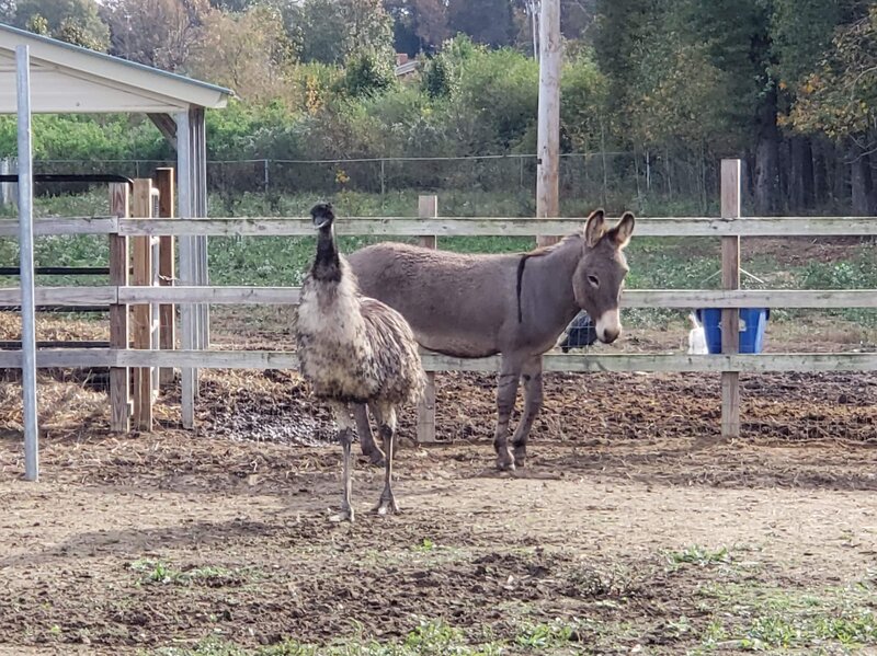 love knows no species emu and donkey have fallen for each other