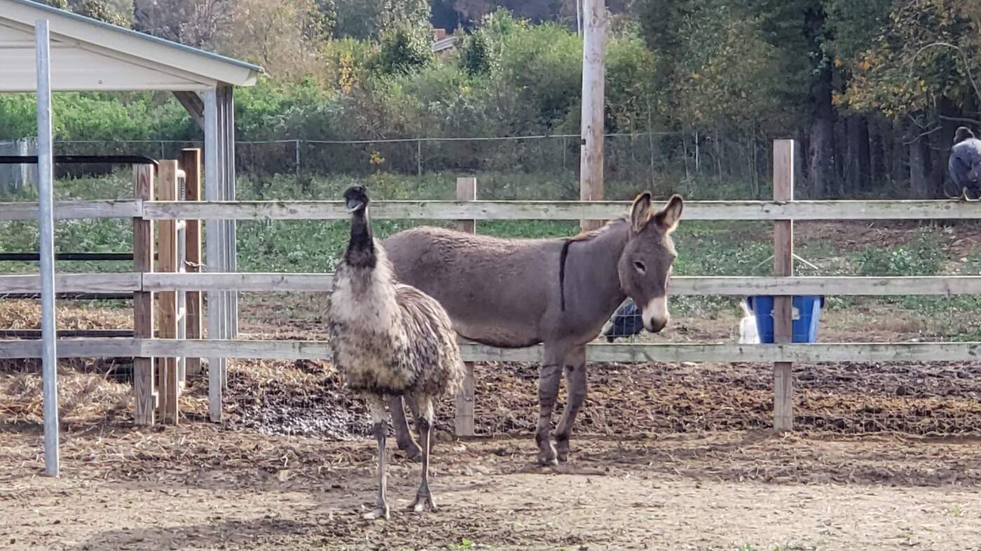 love knows no species emu and donkey have fallen for each other