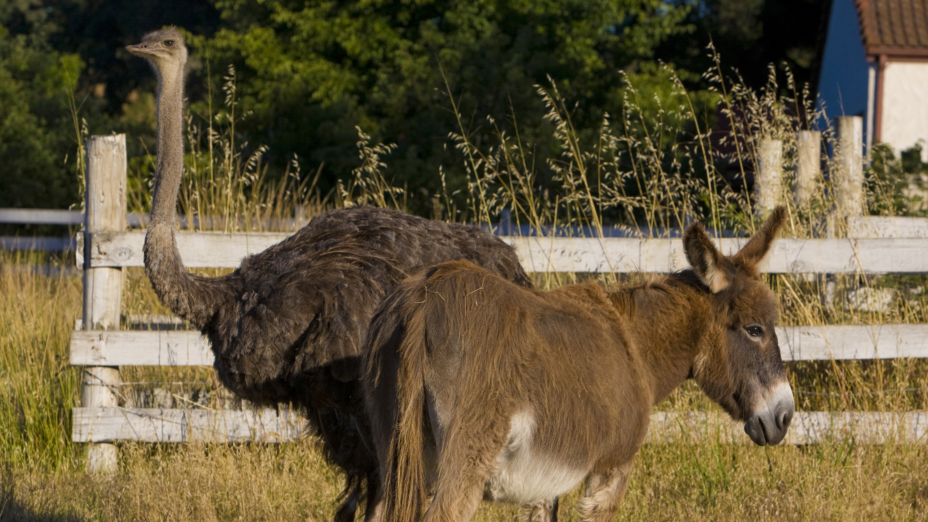 An emu and a donkey graze together in a neighborhood pasture in Healdsburg, Cal. A duo of the same species has reportedly "fallen in love" after living in close quarters in a South Carolina farm.