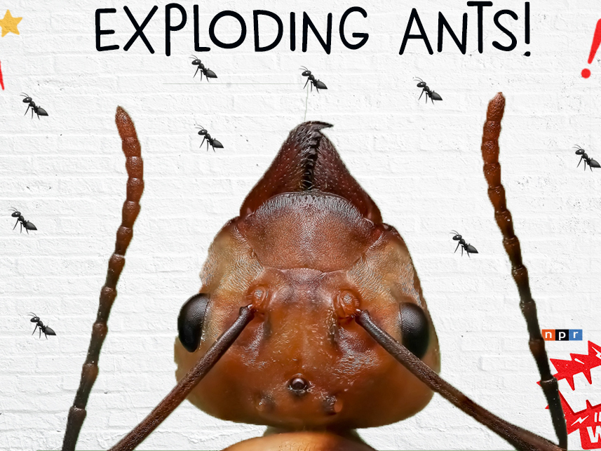 Exploding Ants! : NPR