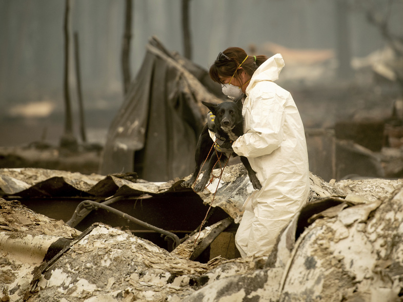 A search and rescue worker, looking for Camp Fire victims, carries Susie Q. to safety after the cadaver dog fell through rubble at the Holly Hills Mobile Estates on Wednesday in Paradise, Calif. (Noah Berger/AP)