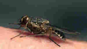 Sleeping Sickness Can Drive You Mad. But Treatment Is Now Easier Than Ever