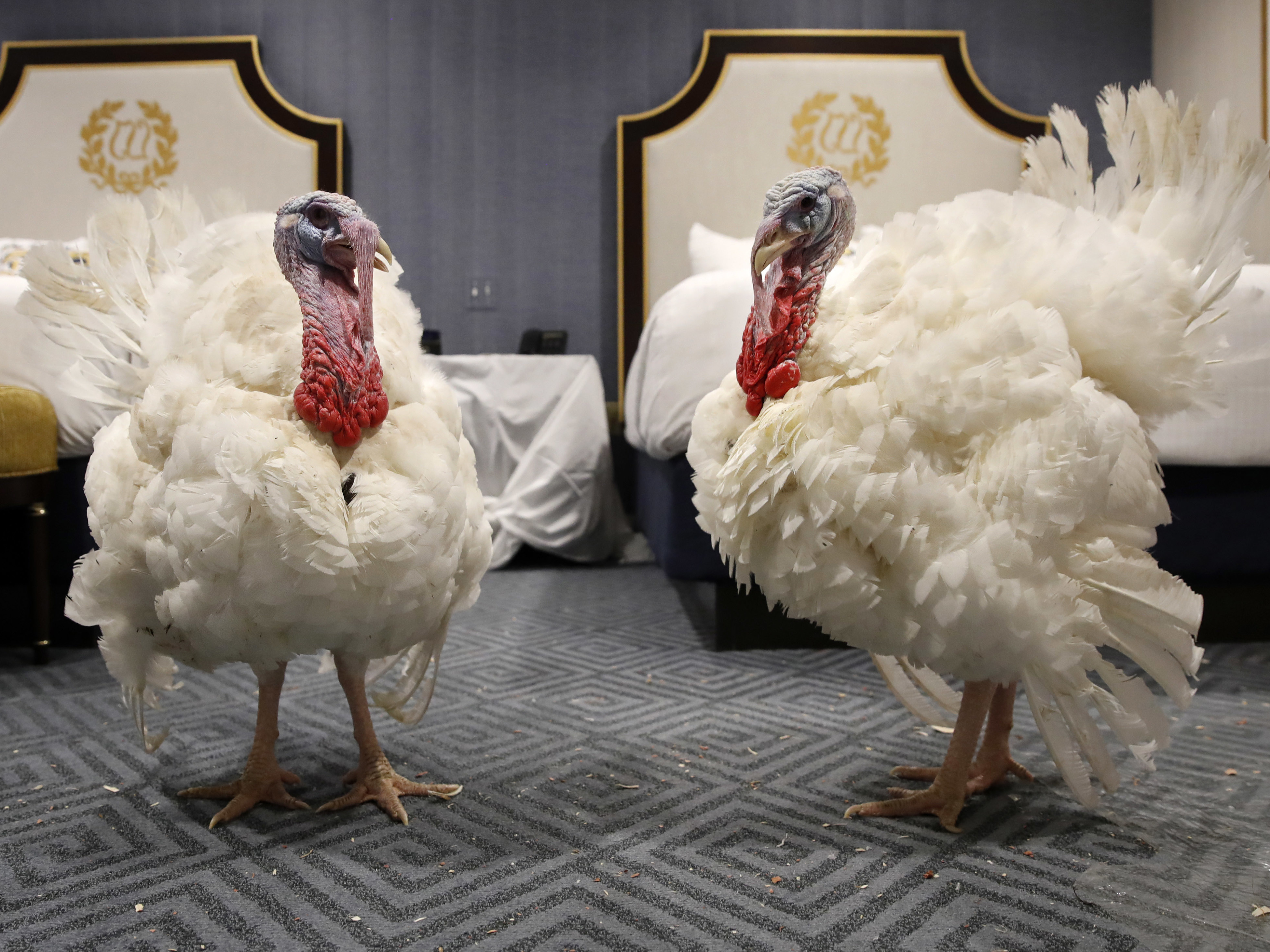 Trump makes recount joke during turkey pardoning