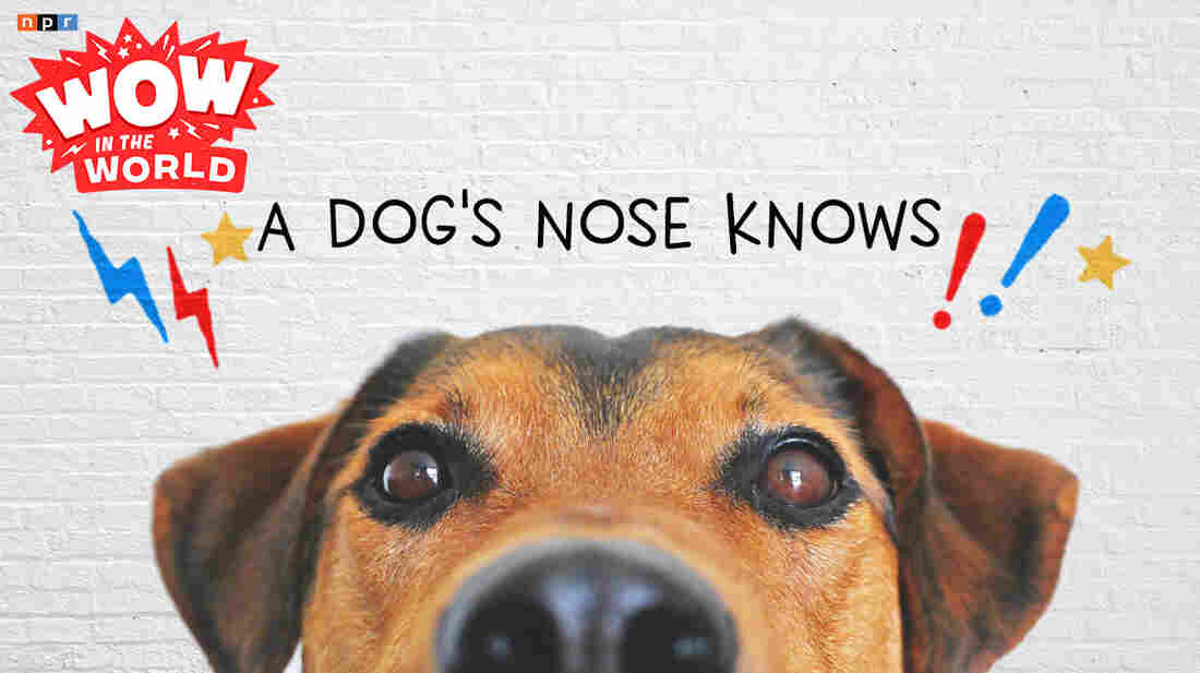 What in the world is a dog's secret sniffing power? How in the world do their noses know more than ours?