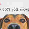 A Dog's Nose Always Knows