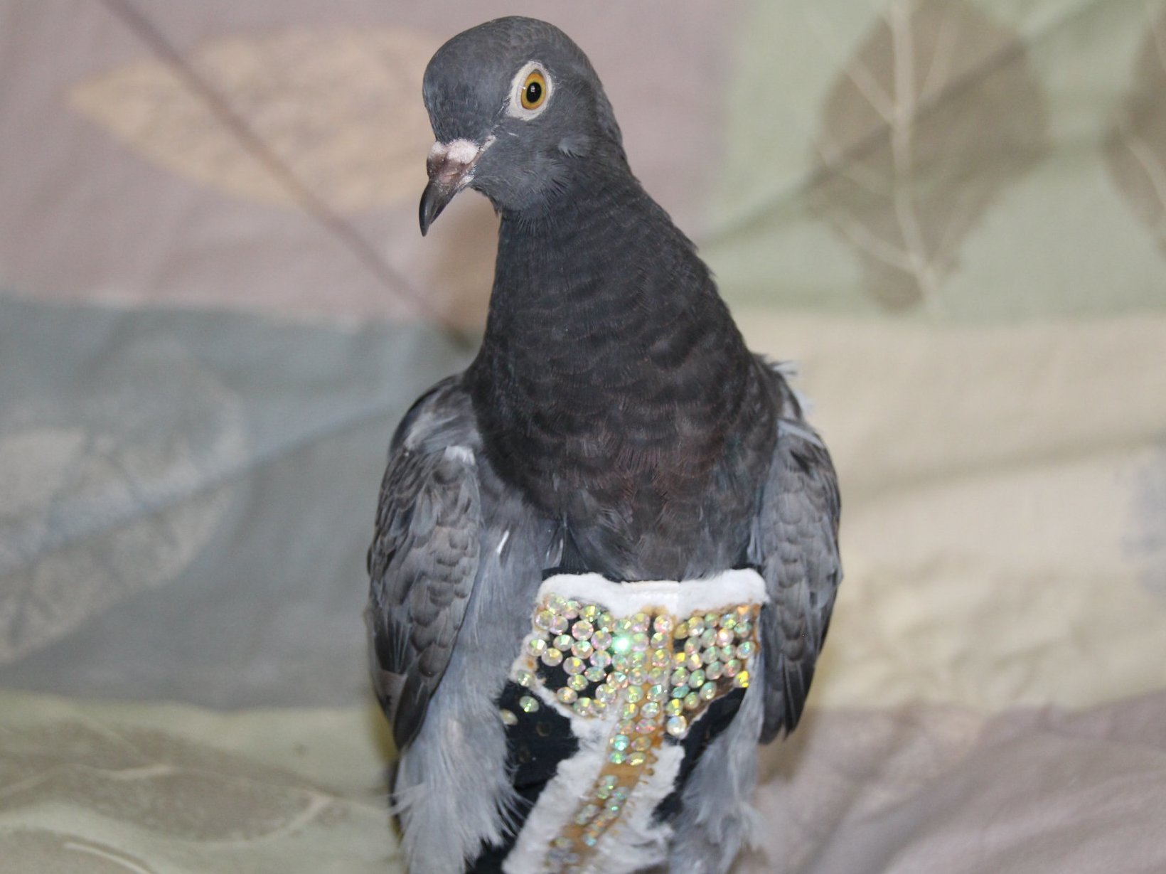Olive, a pet pigeon now famous for wearing a bedazzled vest, was reunited with her family in Phoenix, on Tuesday, after nearly two weeks. (Fallen Feathers)