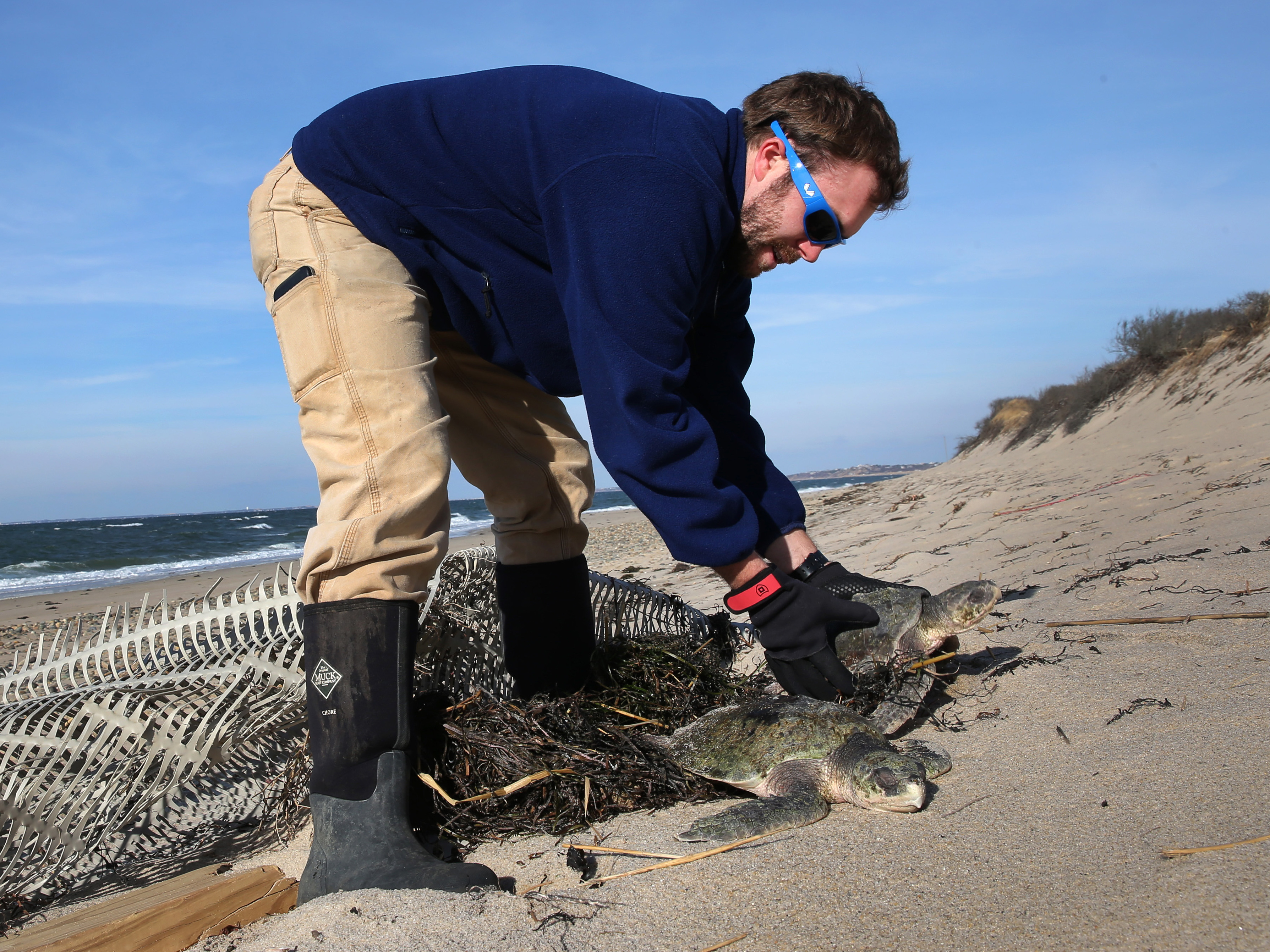 Michael Sprague with the Mass Audubon's turtle rescue program helps recover a stranded sea turtle in December 2014. In recent days, more than 200 turtles have washed up in Cape Cod because of a phenomenon known as &quot;cold-stunning.&quot; (Boston Globe via Getty Images)