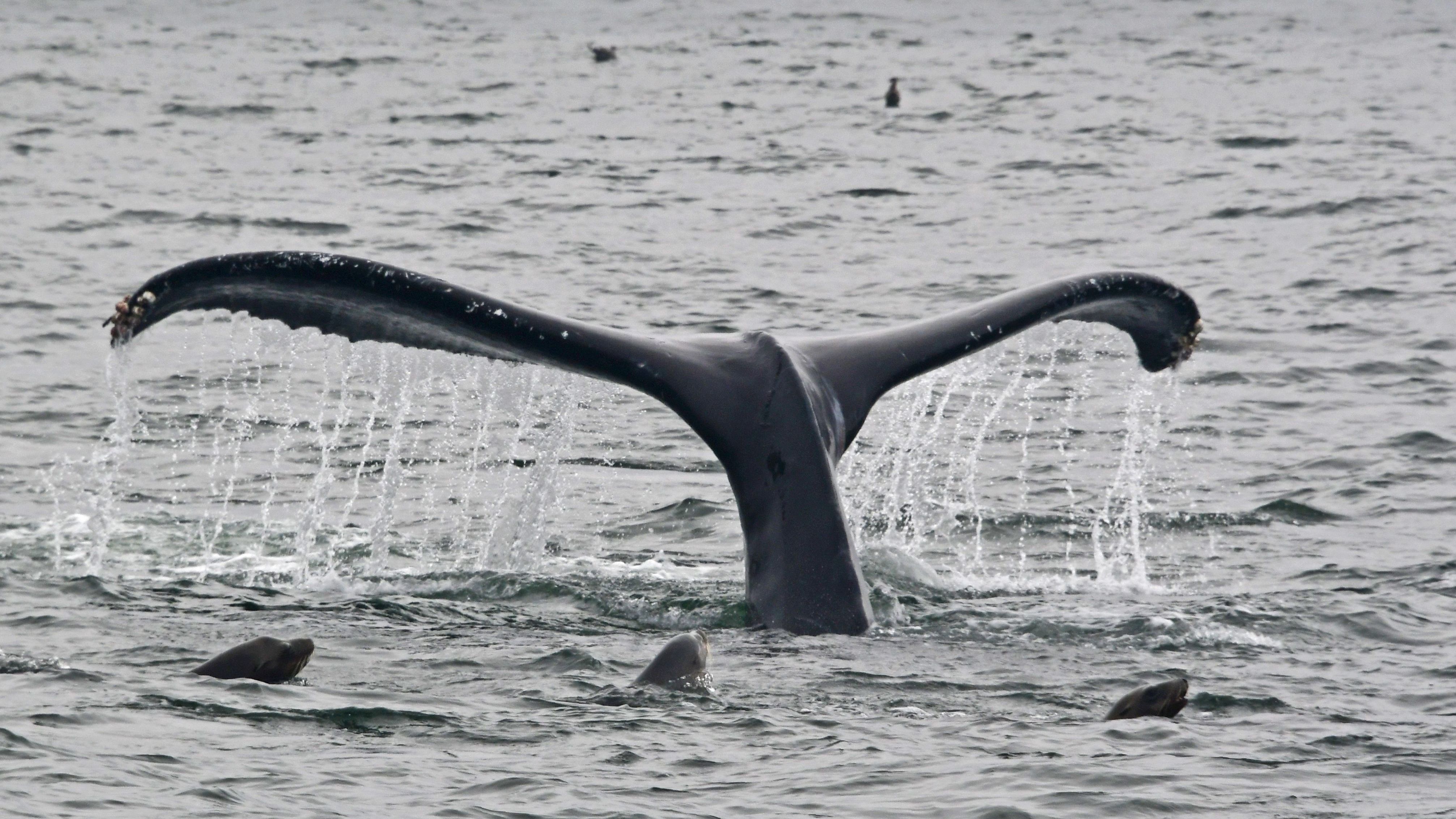 Scientists are concerned the seismic activity could harm animals such as humpback whales.
