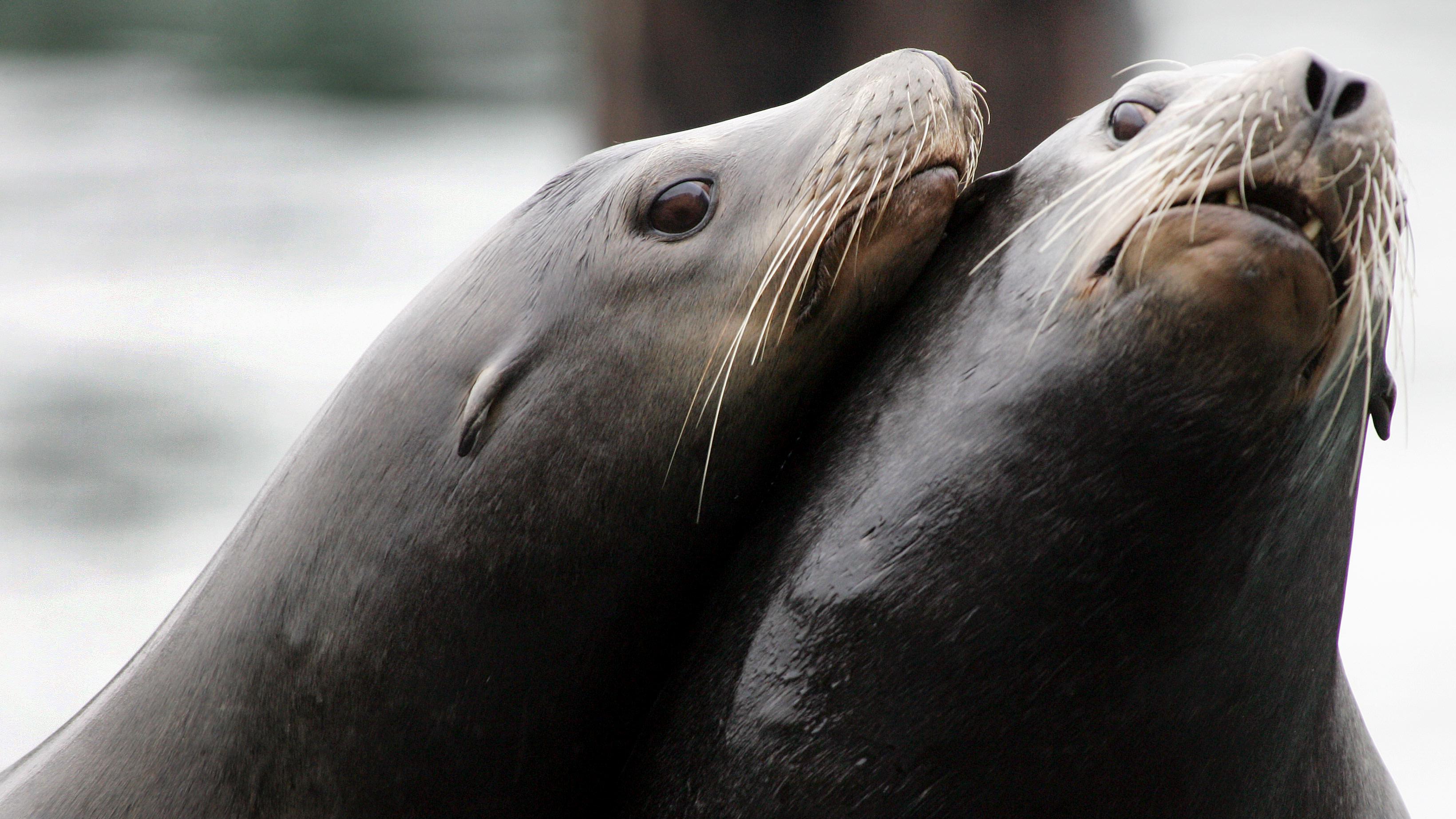 Dead Sea Lions With Gunshot Wounds Wash Up On Washington State Shores : NPR