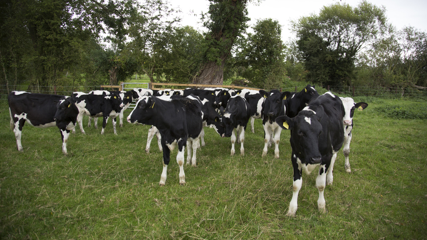 Opinion: Knickers, The Giant Steer That Stole The Internet : NPR