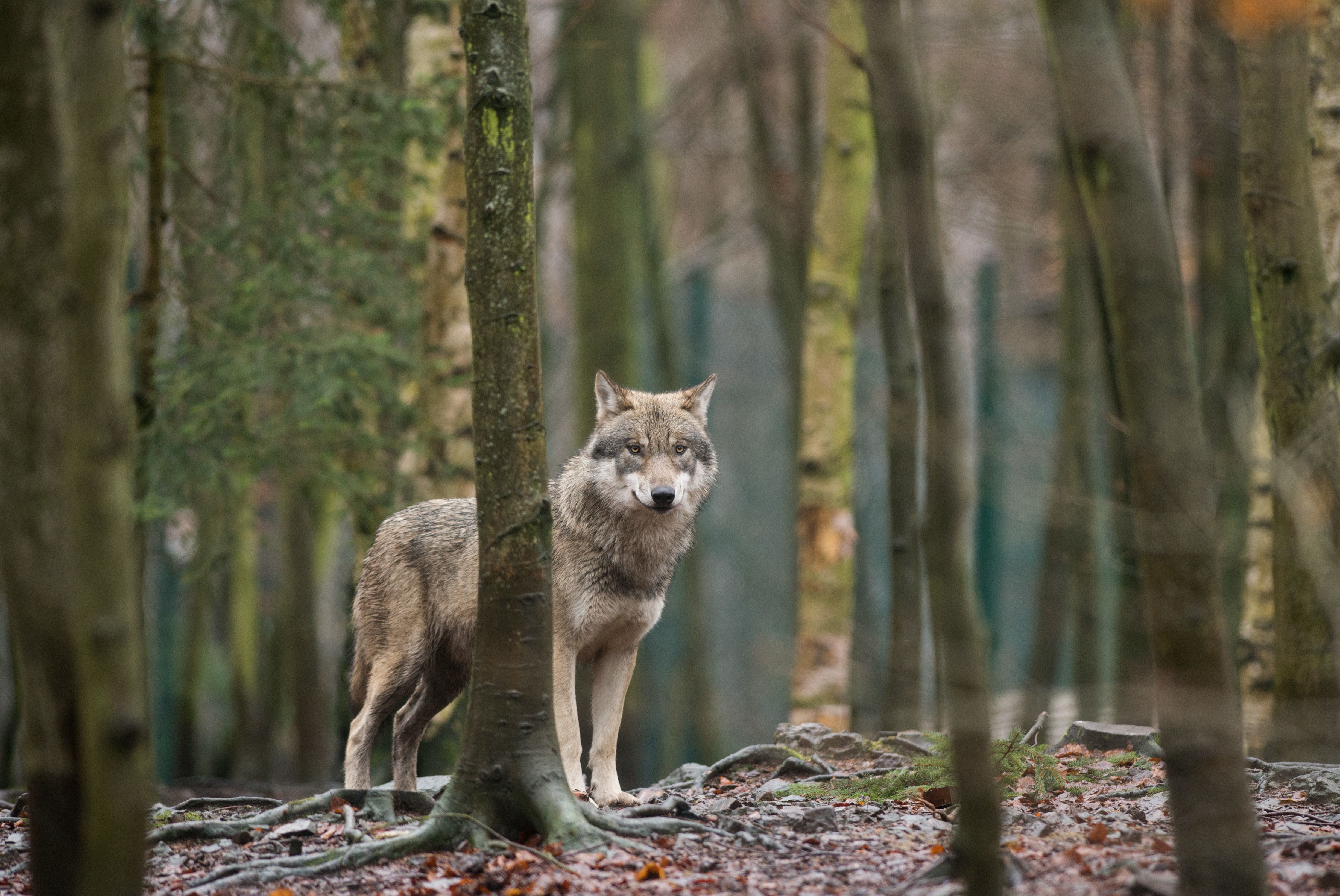 A wolf in its enclosure at the Hexentanzplatz zoo in Thale, northern Germany. (AFP/Getty Images)