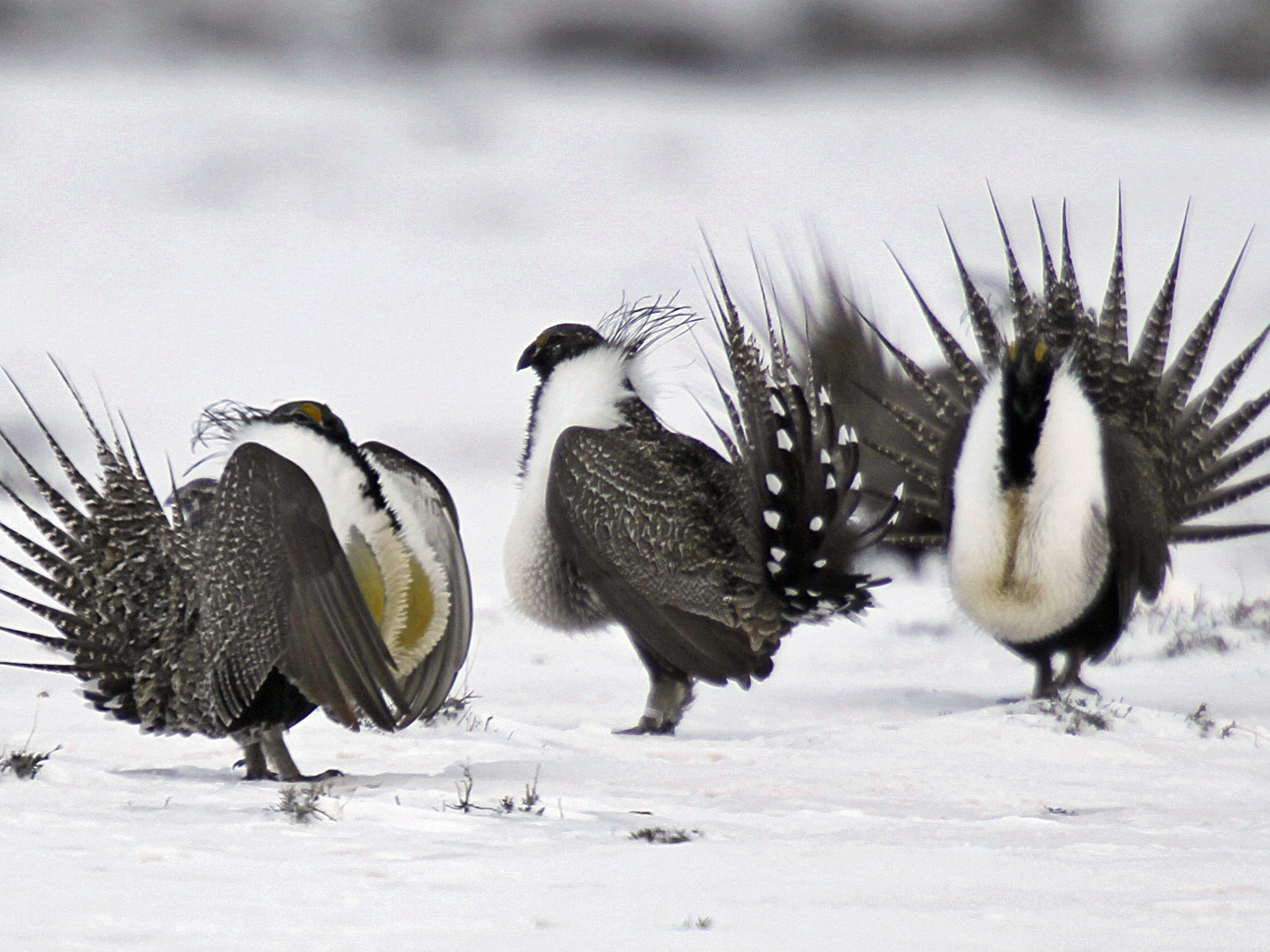 The Trump administration is revising conservation plans for the greater sage grouse, an imperiled Western bird, in seven U.S. states. (AP)