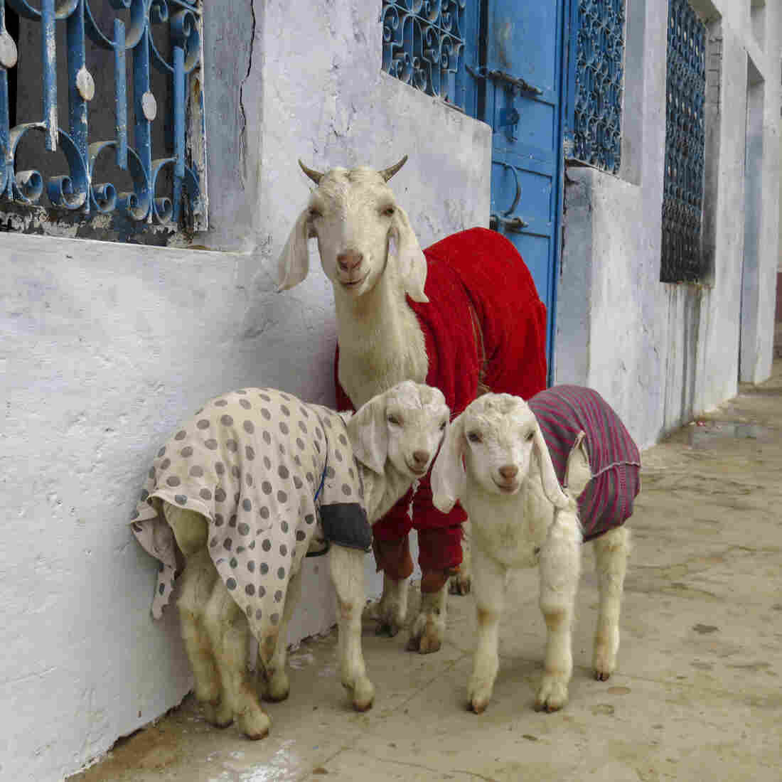 The largest goat wisely wears the color of the season.