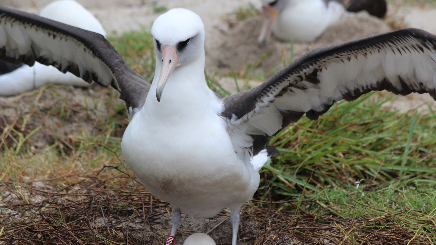 Wisdom The Albatross, World's Oldest Wild Bird, Lays Another Egg : NPR