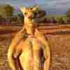 Roger The Buff Kangaroo, Beloved Online, Dies At Age 12