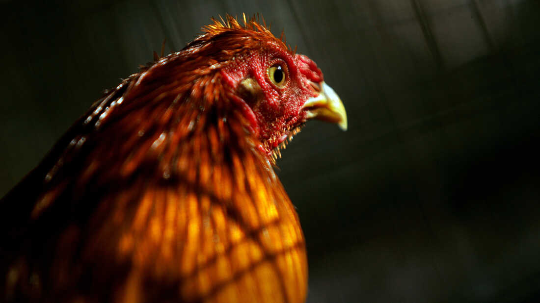 Cockfighting Knowledge An In-Depth Exploration