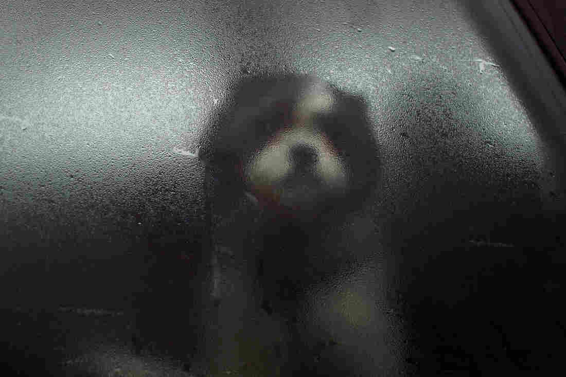 Photographer Tara Wray is drawn to photographing dogs. "I love them, they speak to me. I see things in them that I don't see in people ... an immediate honest sort of position. If they don't want you around, you know it."