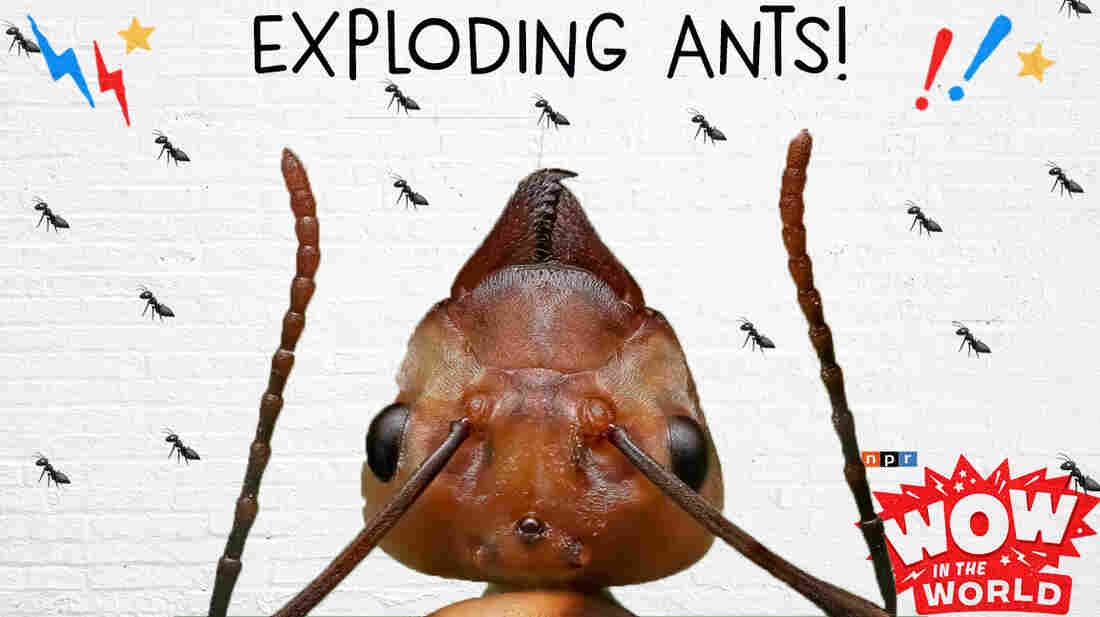 You ant gonna believe this! A new ant species has been discovered in the jungles of Southeast Asia! And while these tiny insects may look similar to the ants we know, they are literally BURSTING surprises!