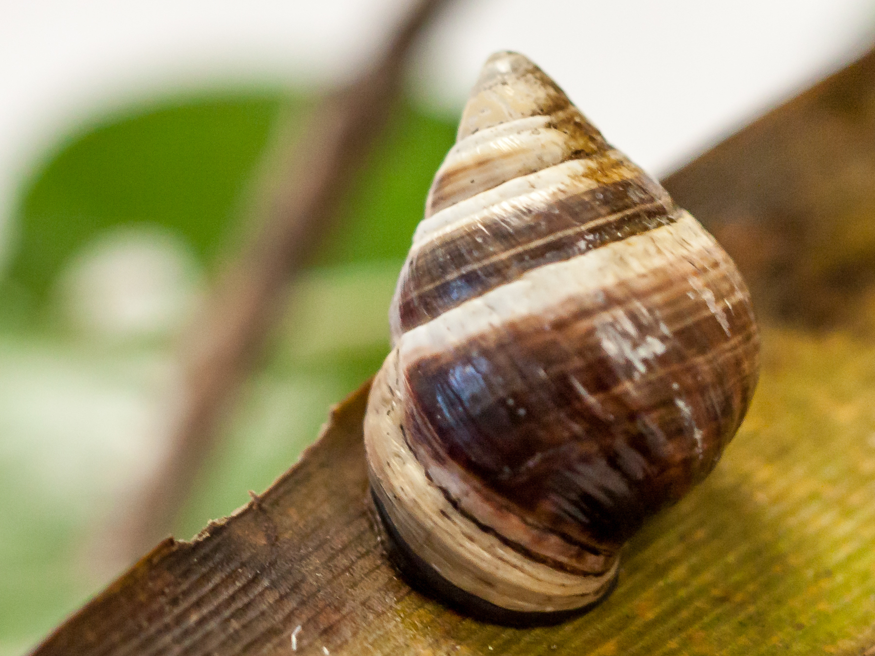 George, the last known <em>Achatinella apexfulva</em>, a Hawaiian land snail, died on New Year's Day. (Hawaii Department of Land and Natural Resources)