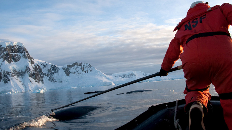 Marine biologist Ari Friedlaender tags whales as part of his research on humpback whales in the Antarctic. (Alison Stimpert/NMFS PERMIT 808-1735)