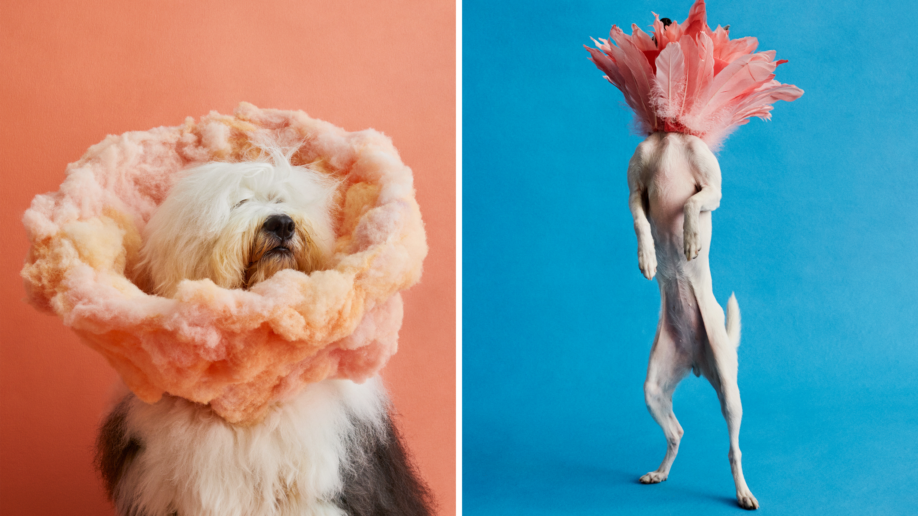 Portraits Show Dogs Transformed By Cones Of Shame The Picture