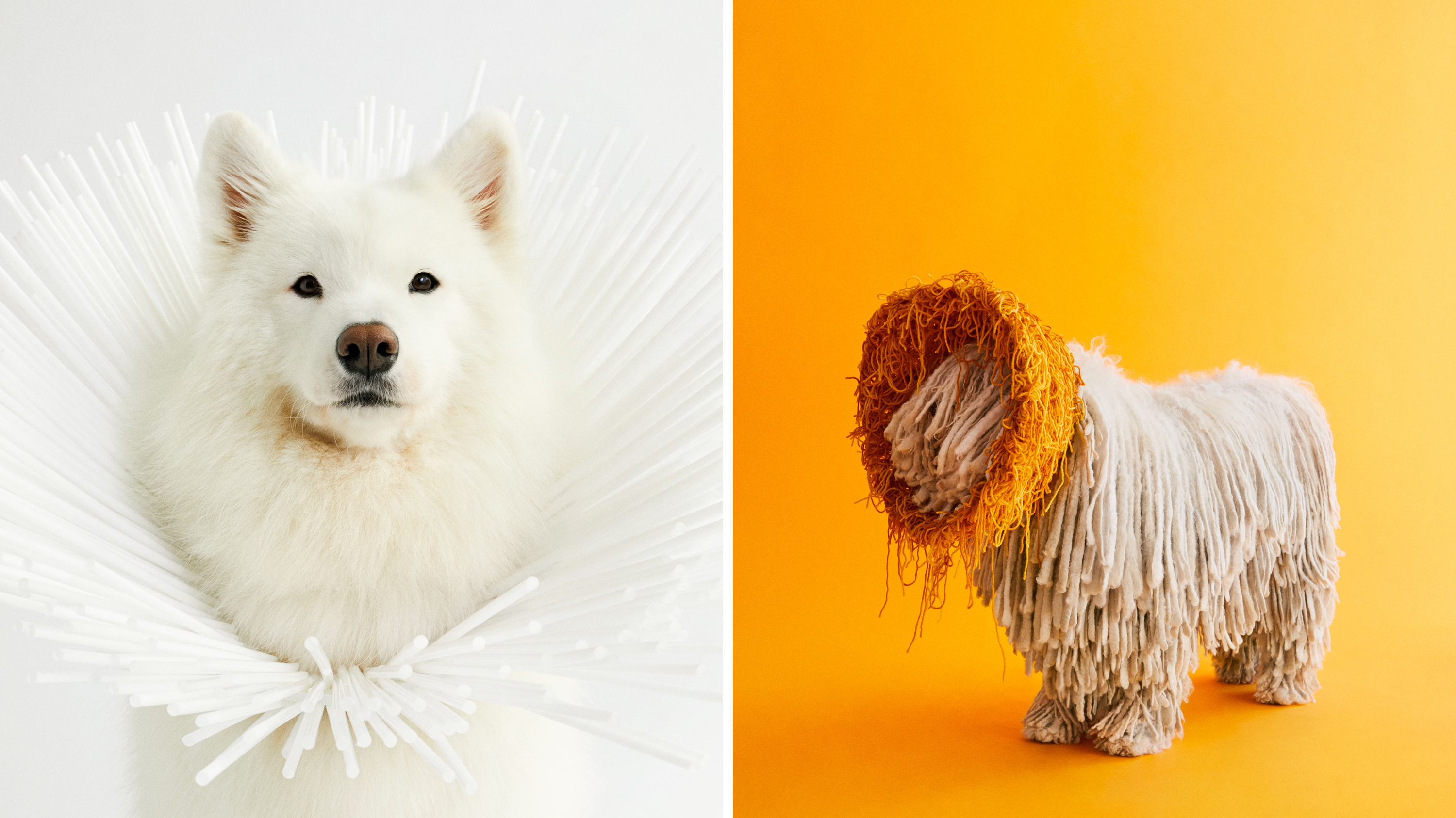 Portraits Show Dogs Transformed By Cones Of Shame The Picture Show NPR