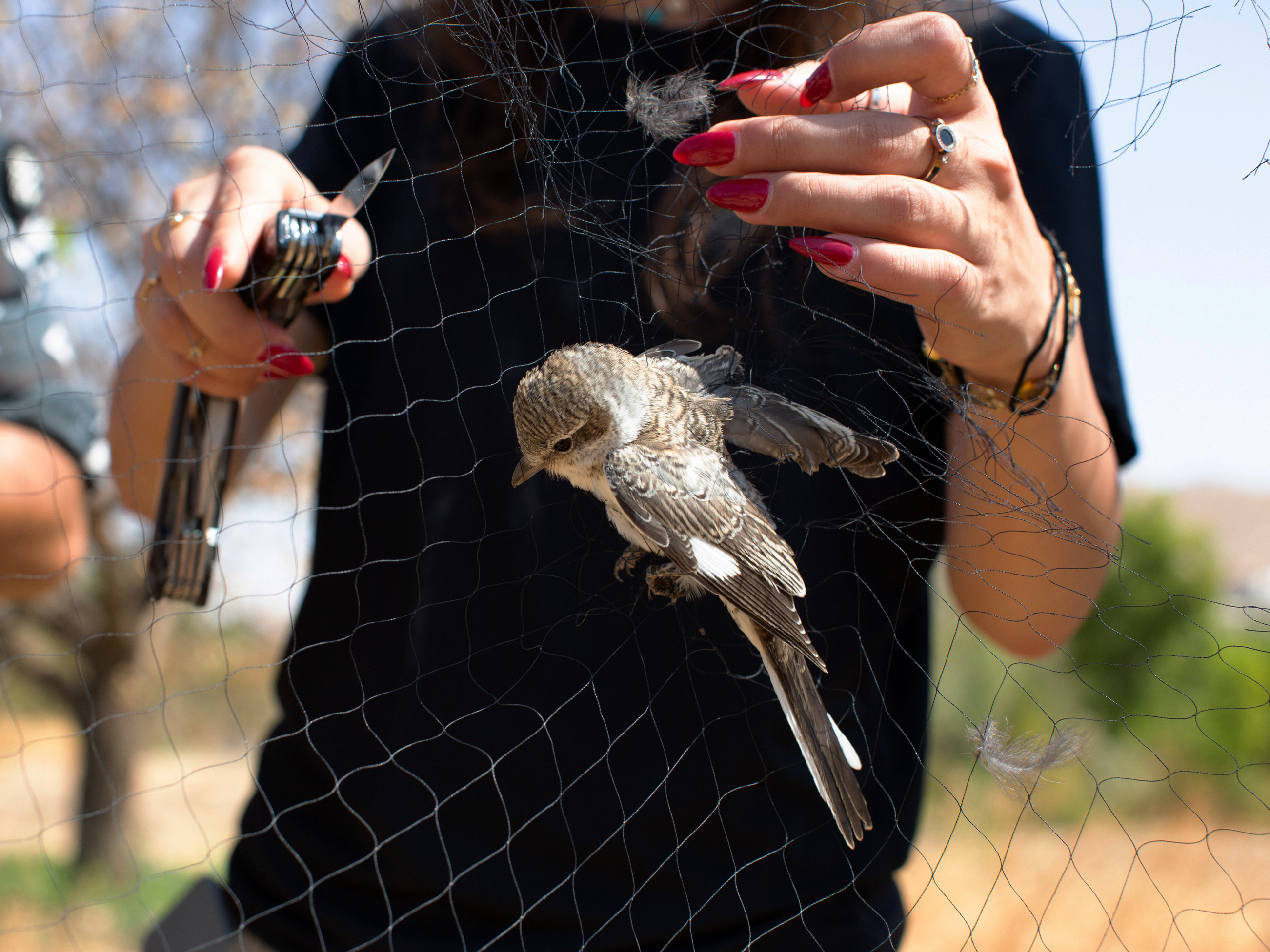 For Migratory Birds, Lebanon Is A 'Black Hole' Where They Are Hunted
