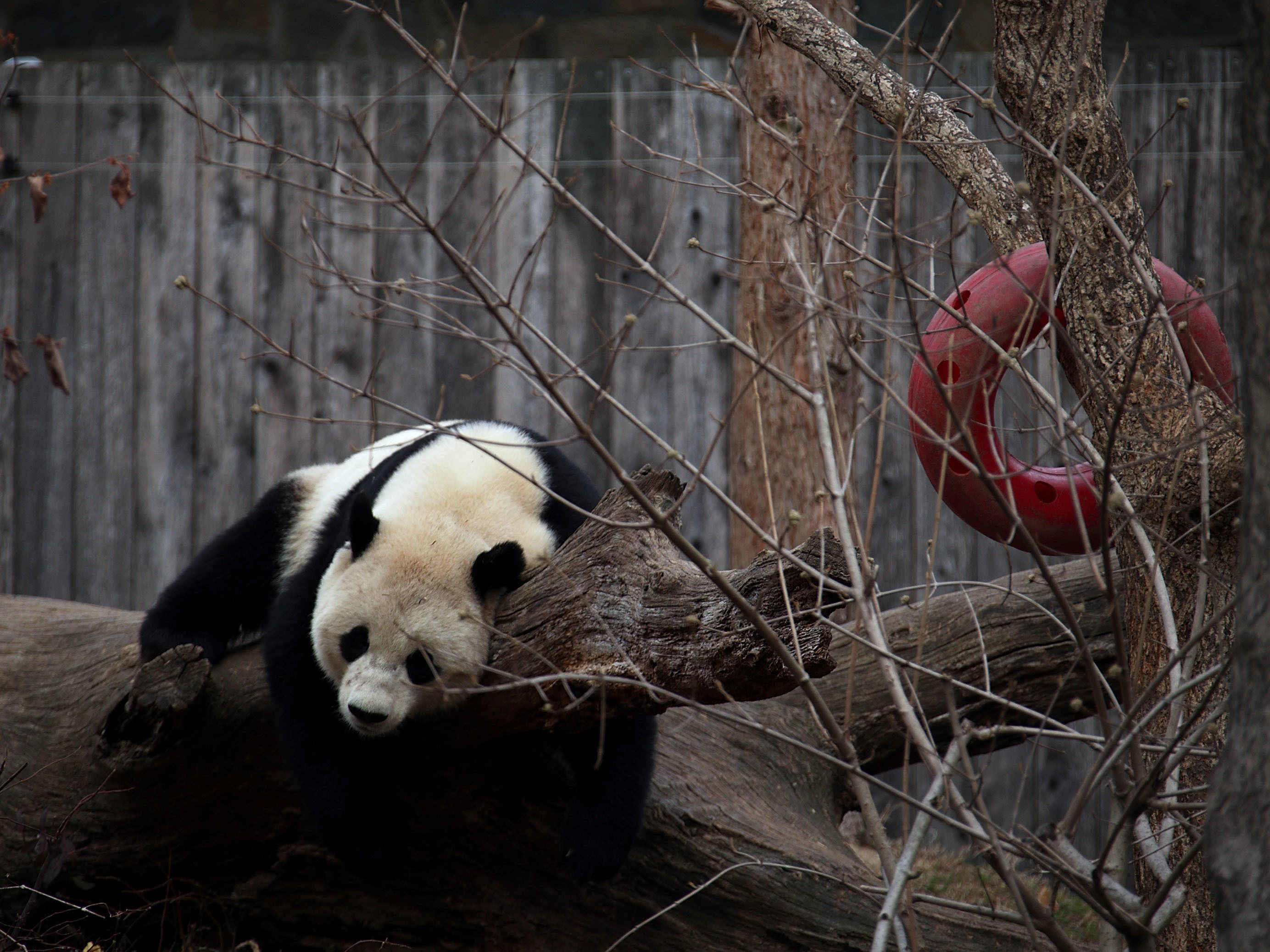 One More Thing The Shutdown Took: Panda Cams