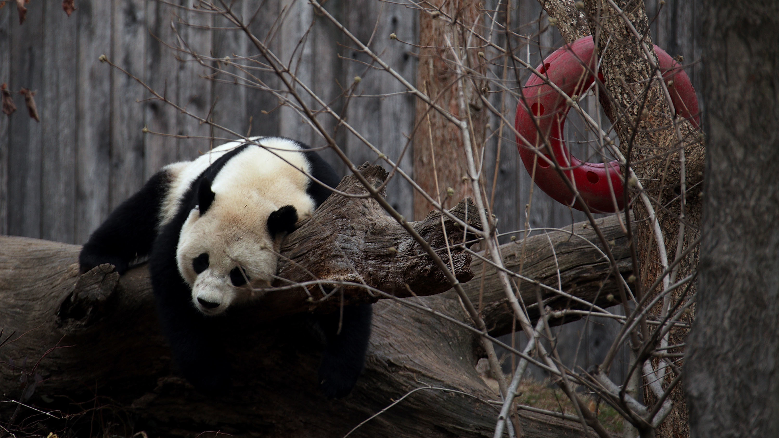 Giant panda Bao Bao was at the Smithsonian National Zoo until February 2017. (Getty Images)