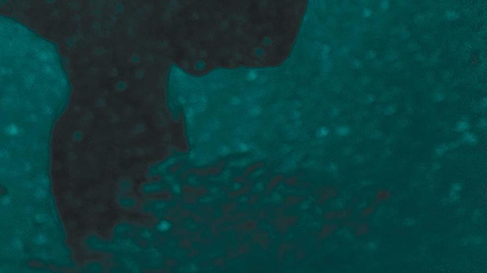 The Suspect, by Fiona Barton