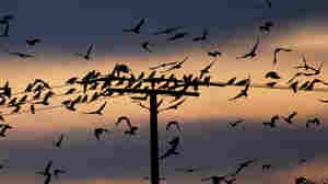 Crow Murders In Idaho Are Nothing To Squawk About: Human Scarecrows Try To Divert Bird Invasion 