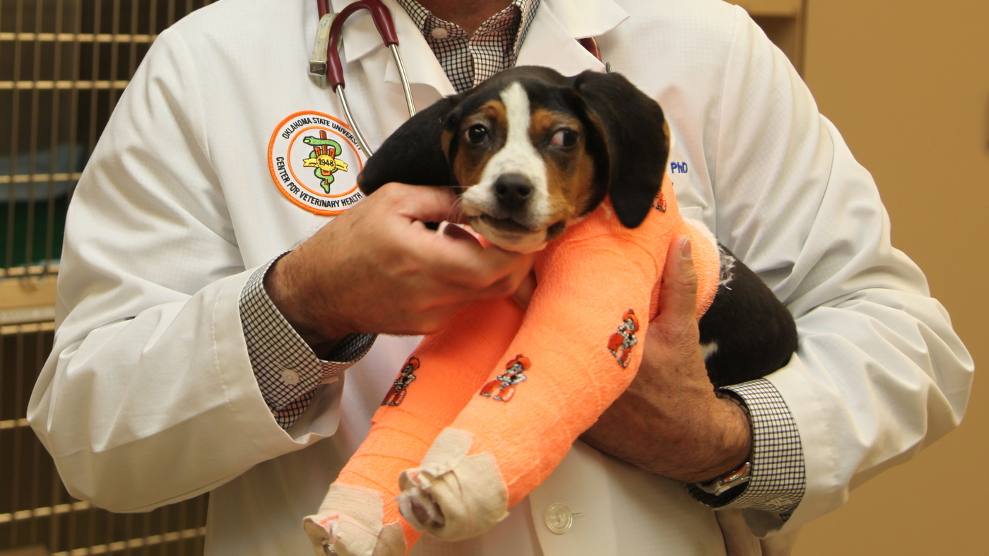 Puppy With UpwardFacing Paws Recovering After Surgery NPR