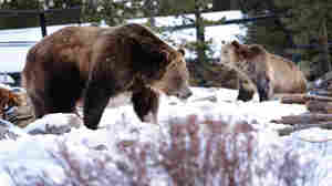As Grizzlies Come Back, Frustration Builds Over Continued Protections