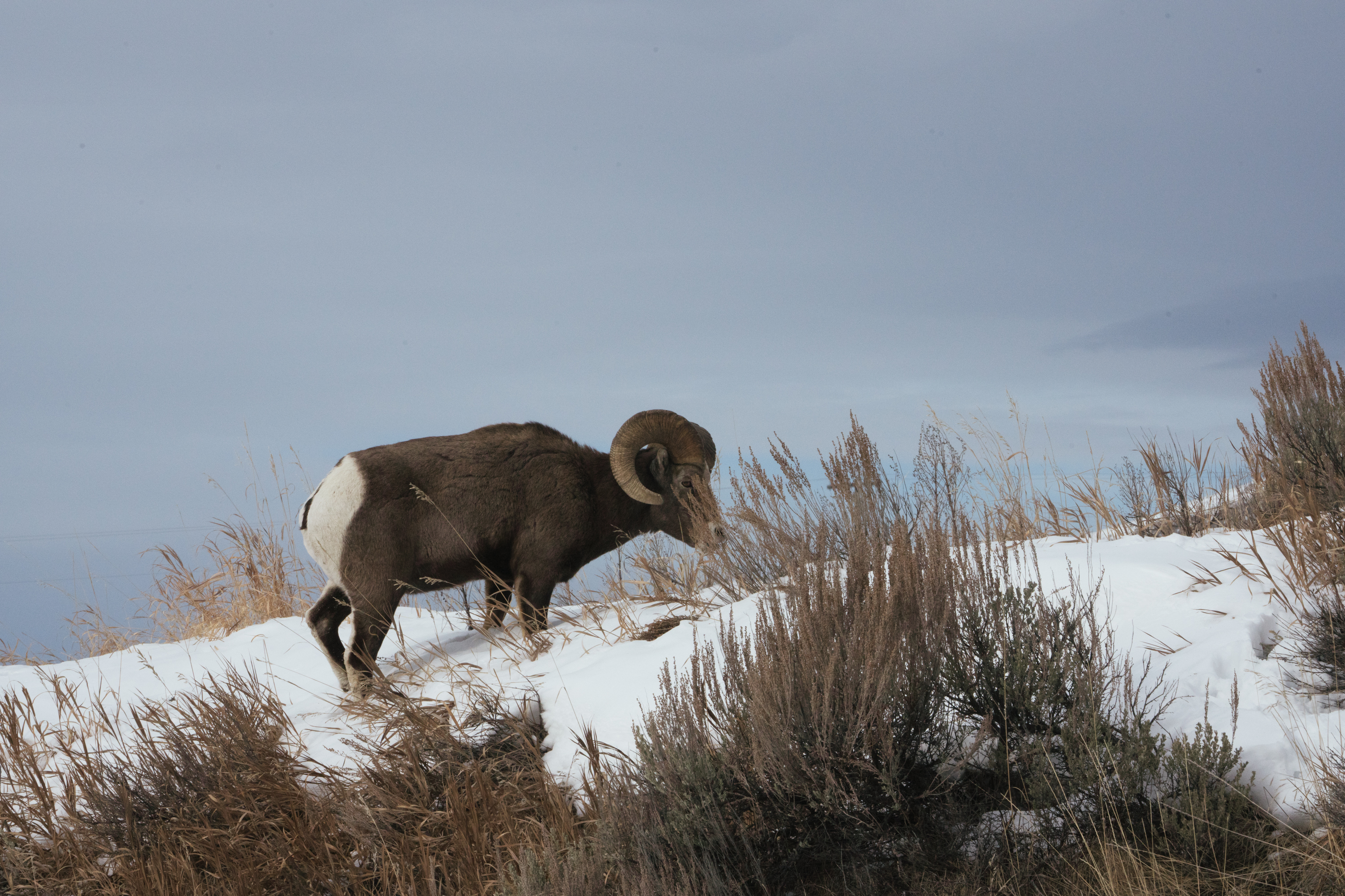Just outside of Yellowstone National Park a bighorn sheep walks through the snow after nibbling salt from the highway.