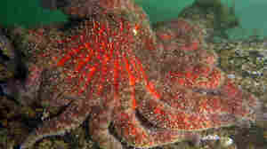 Massive Starfish Die-Off Is Tied To Global Warming