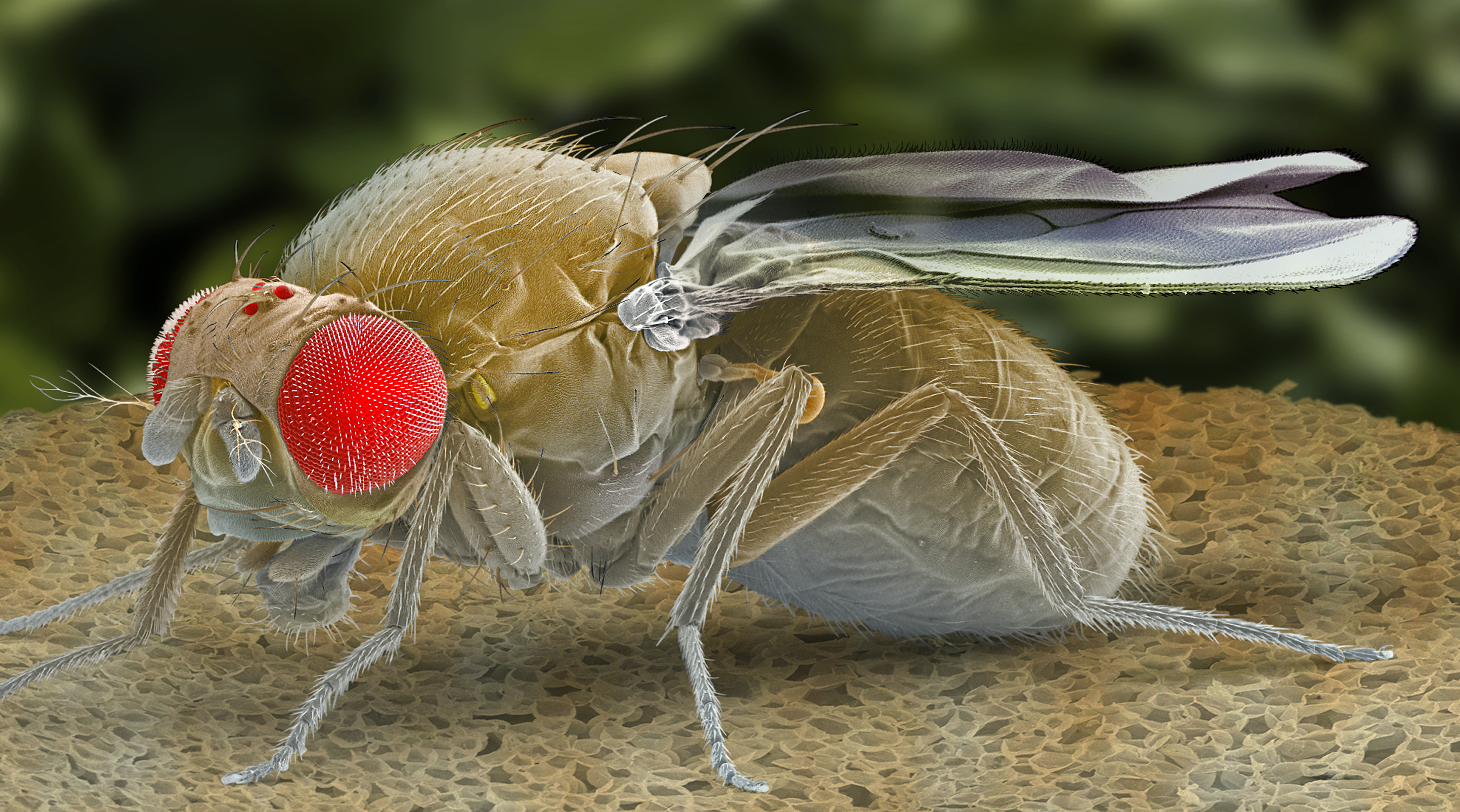 Sick And Tired? Scientists Find Protein That Puts Flies To Sleep And