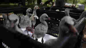 Thirsty Baby Flamingos Airlifted To Safety In South Africa
