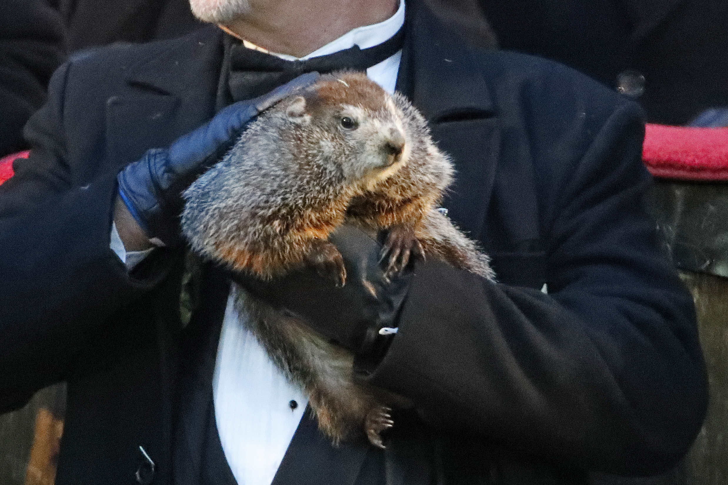 Groundhog Day 2019 Punxsutawney Phil Predicts An Early Spring Npr