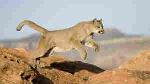Colorado Runner Kills Mountain Lion In Self-Defense